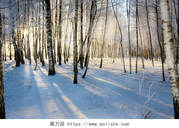 自然风景冬天日出阳光下的桦树林雪地风景图